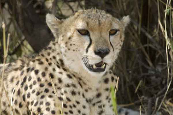 Guepardo - reserva nacional de Masai Mara - Kenia 04.jpg